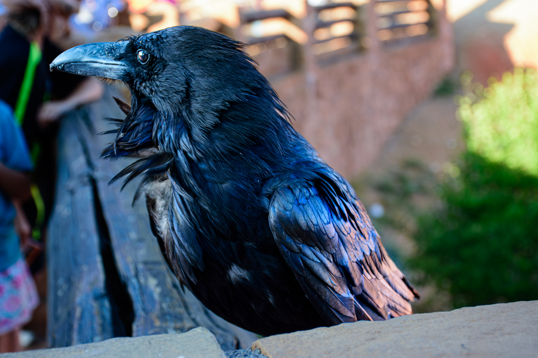 What is it about a Raven?